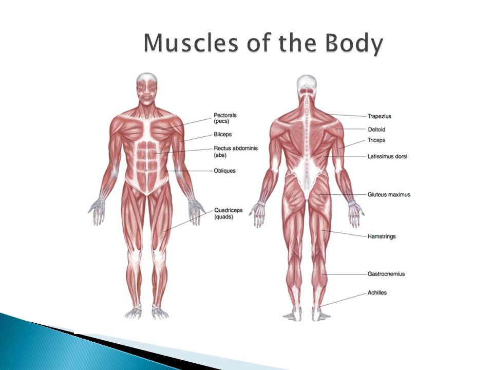 Explore The Scientific Names Of The Muscles Of The Body Identify And Explain The Differences Between The 3 Types Of Muscles In The Body Understand The Ppt Download