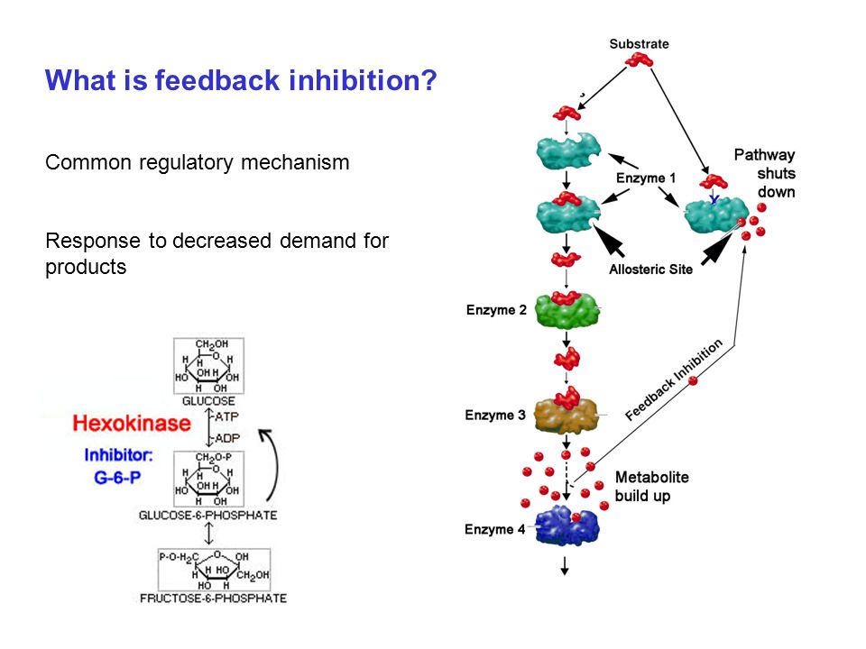 What is feedback inhibition Common regulatory mechanism Response to decreased demand for products