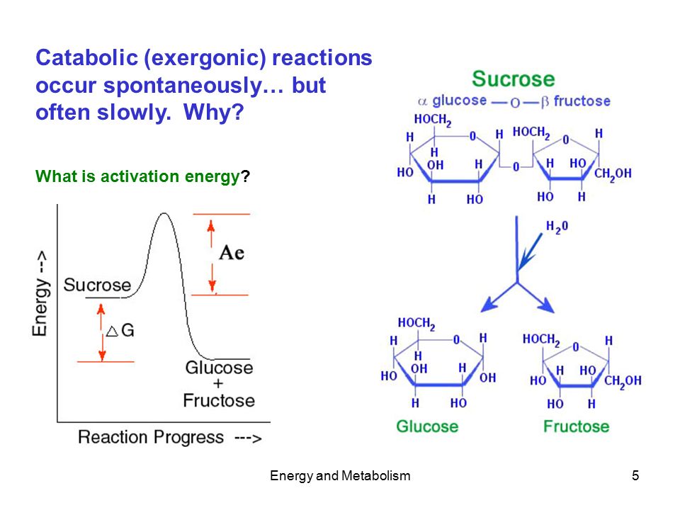 Energy and Metabolism5 Catabolic (exergonic) reactions occur spontaneously… but often slowly.
