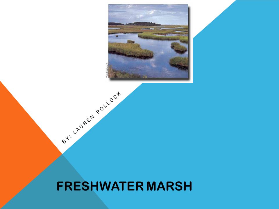 FRESHWATER MARSH BY: LAUREN POLLOCK