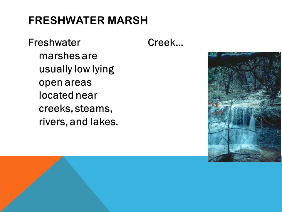 Freshwater marshes are usually low lying open areas located near creeks, steams, rivers, and lakes.