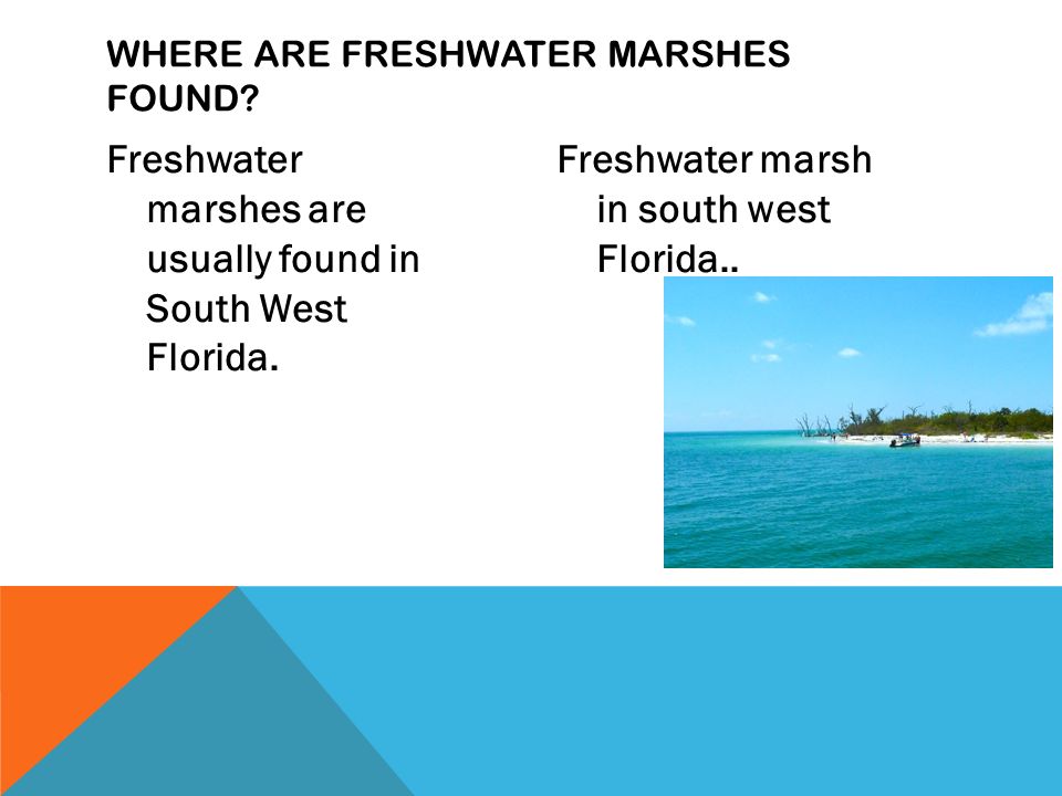 Freshwater marshes are usually found in South West Florida.