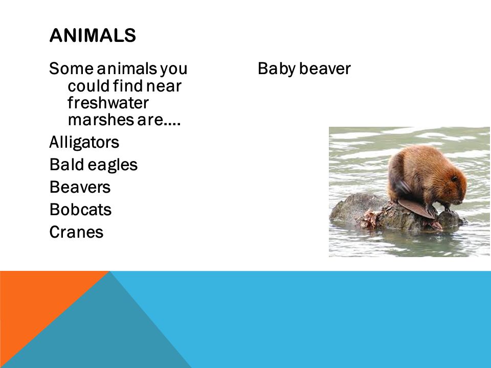 Some animals you could find near freshwater marshes are….
