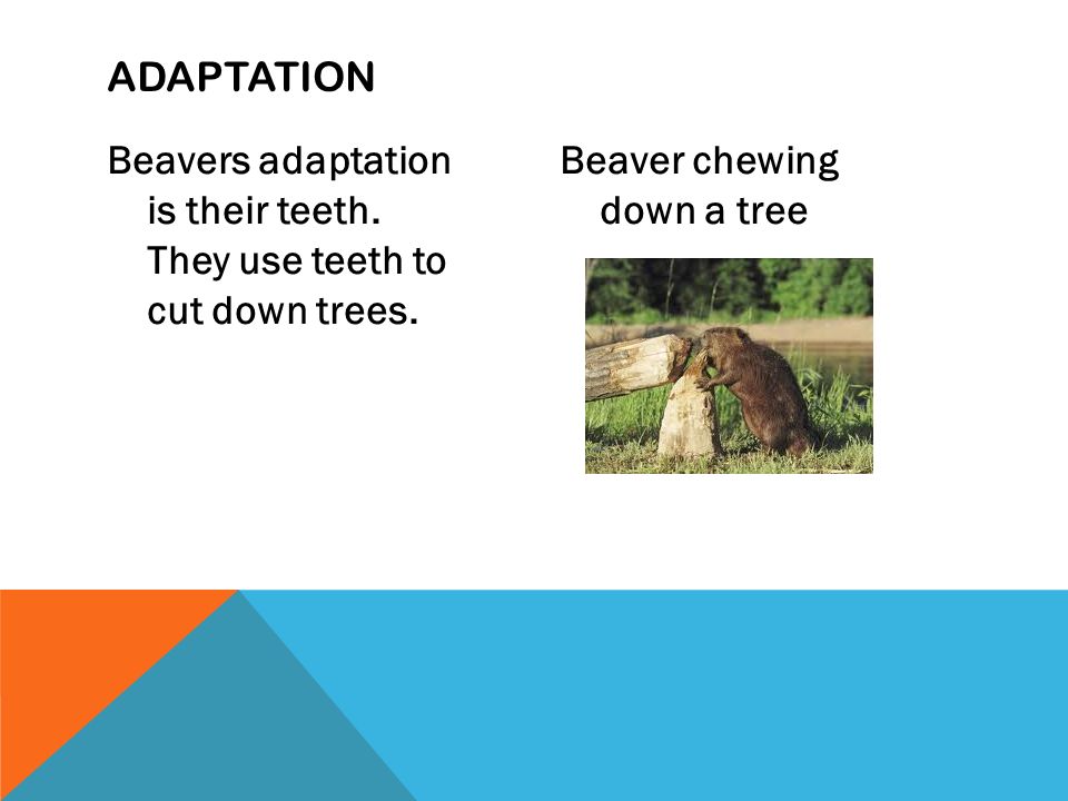Beavers adaptation is their teeth. They use teeth to cut down trees.