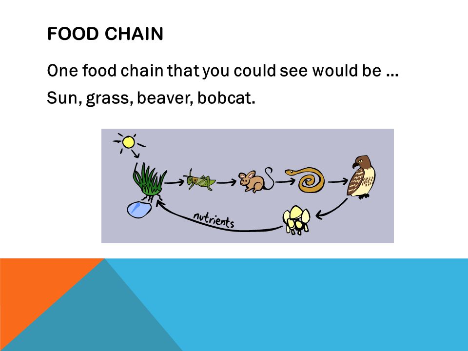 FOOD CHAIN One food chain that you could see would be … Sun, grass, beaver, bobcat.