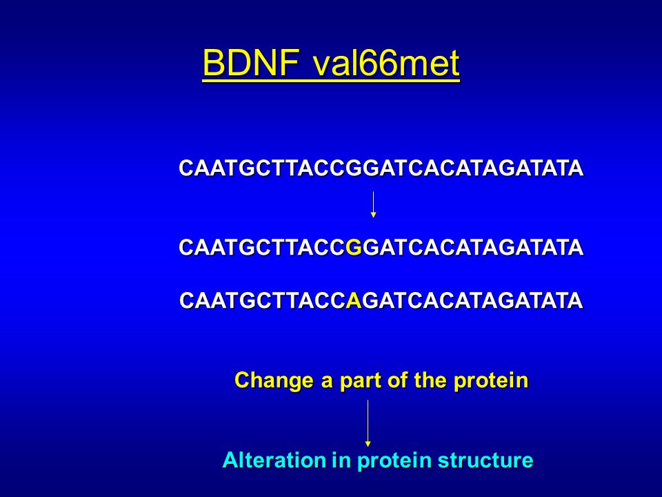 BDNF val66met CAATGCTTACCGGATCACATAGATATA CAATGCTTACCGGATCACATAGATATA CAATGCTTACCAGATCACATAGATATA Change a part of the protein Alteration in protein structure