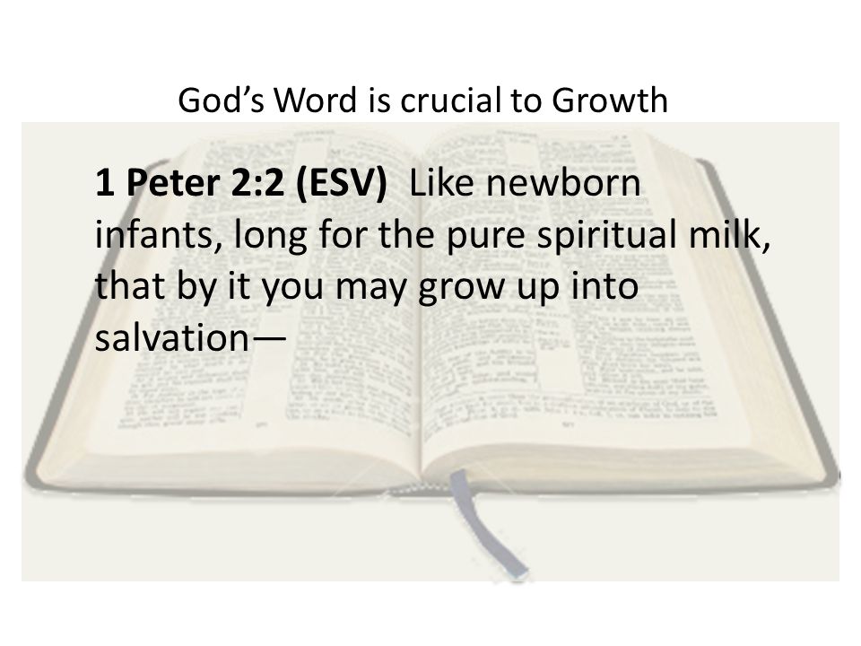 God’s Word is crucial to Growth 1 Peter 2:2 (ESV) Like newborn infants, long for the pure spiritual milk, that by it you may grow up into salvation—