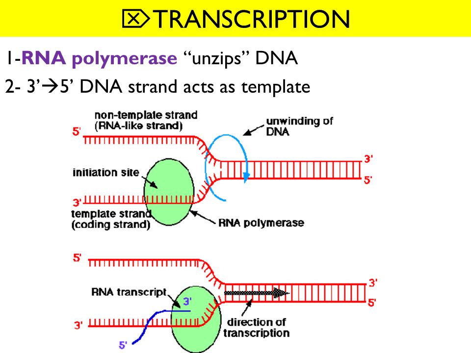 Днк участвует в биосинтезе рнк. РНК полимераза 3. Фермент РНК полимераза. РНК полимераза субъединицы. Транскрипция РНК полимераза.