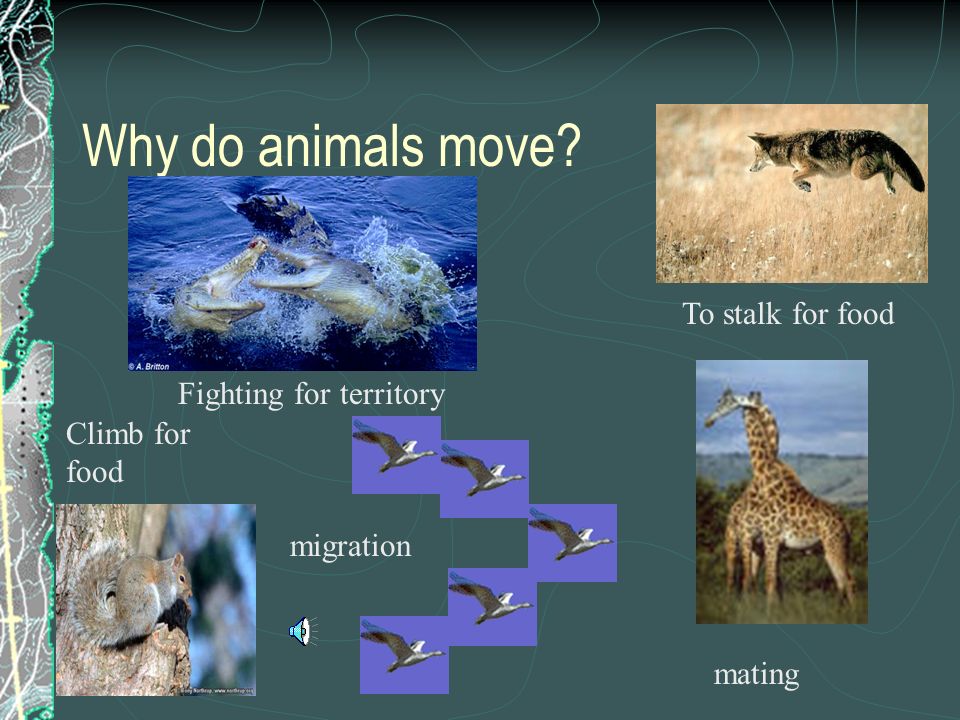 Animal Behavior Why do animals move? To stalk for food Climb for food  Fighting for territory mating migration. - ppt download