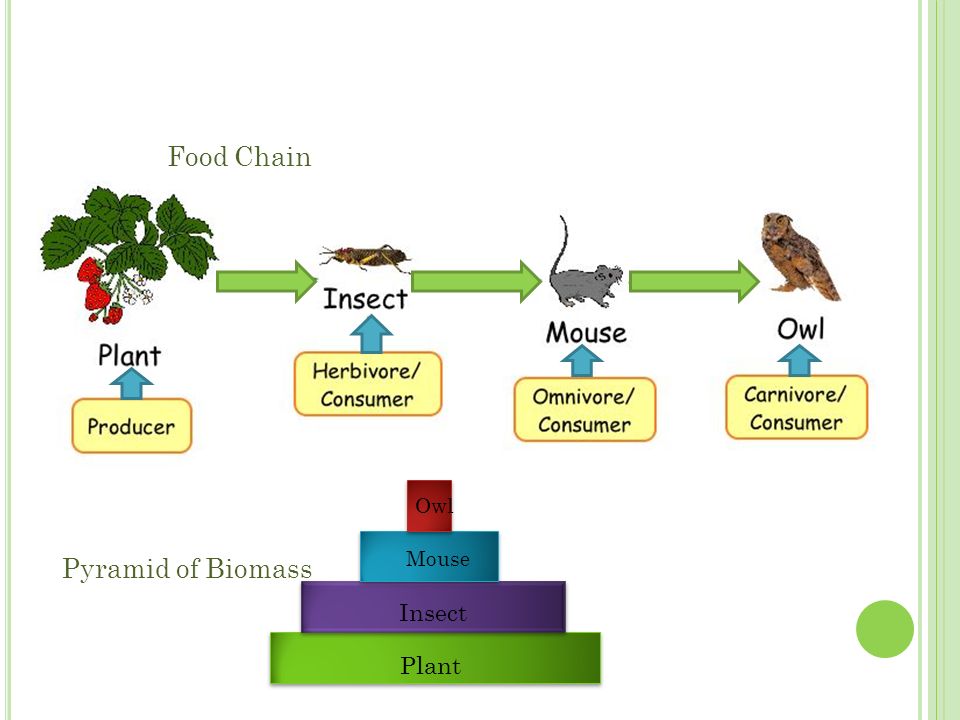 Пищевая цепь пшеничного поля. Food Chain Pyramid. Insects and food Chain. NES biomass Plants.
