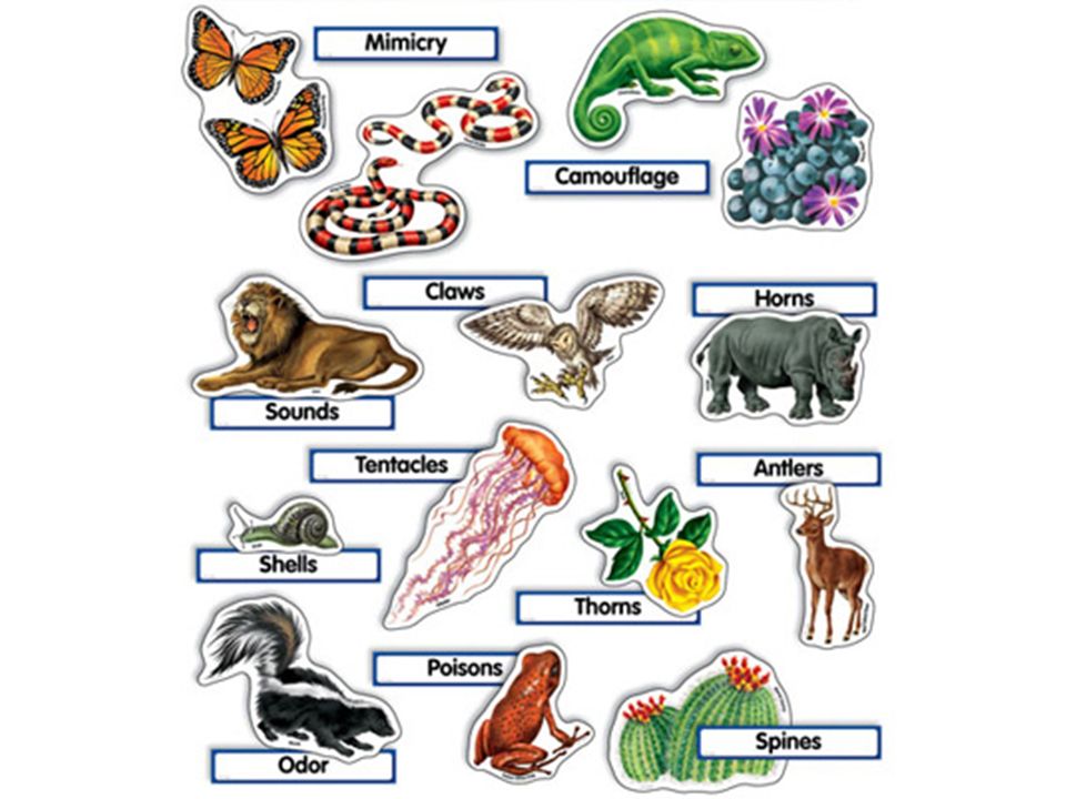 Animal organism. Animal adaptation. Plant-animals. Adaptation of animals for Kids. Животные из адапта.