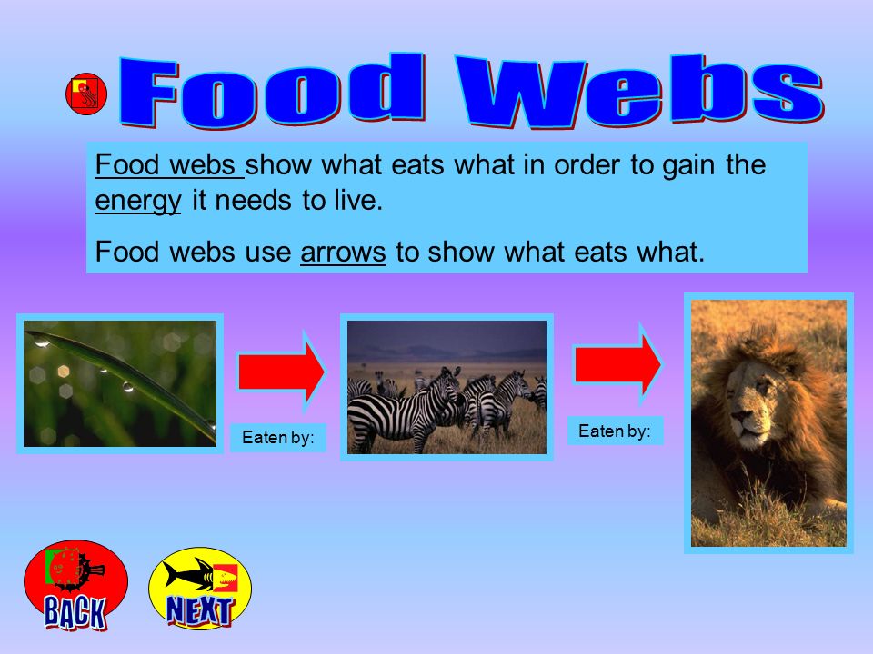 In order to live animals need energy. Some animals get the energy they need  to live from eating plants and other vegetation. Some animals get their  energy. - ppt download