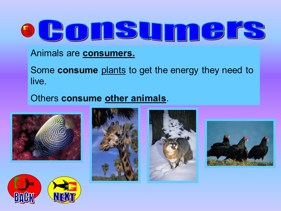 In order to live animals need energy. Some animals get the energy they need  to live from eating plants and other vegetation. Some animals get their  energy. - ppt download