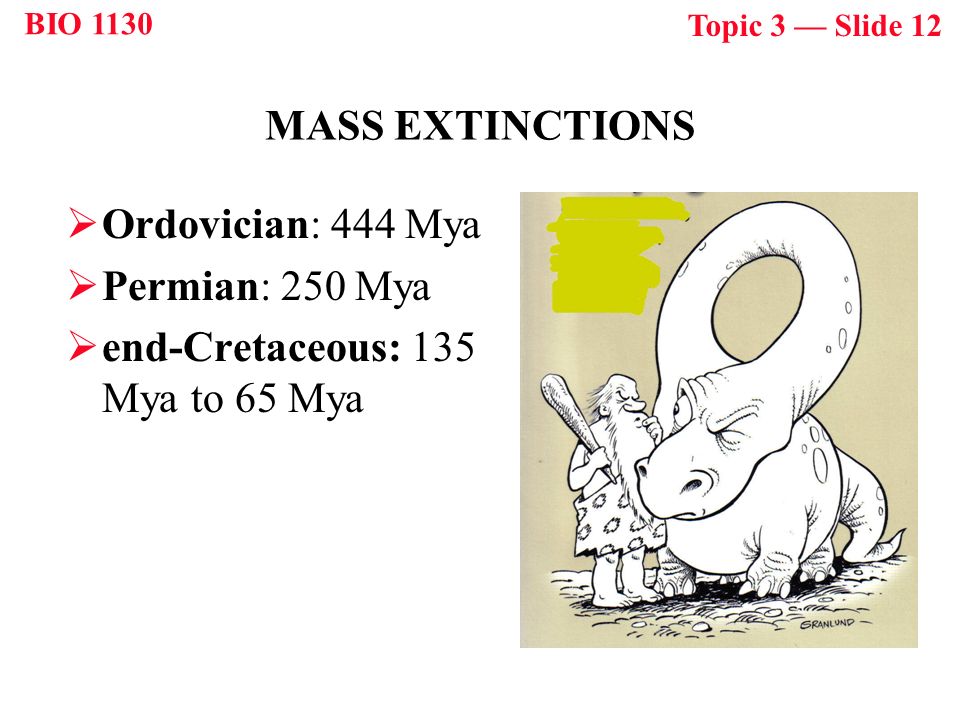 BIO 1130 Topic 3 — Slide 12 MASS EXTINCTIONS  Ordovician: 444 Mya  Permian: 250 Mya  end-Cretaceous: 135 Mya to 65 Mya
