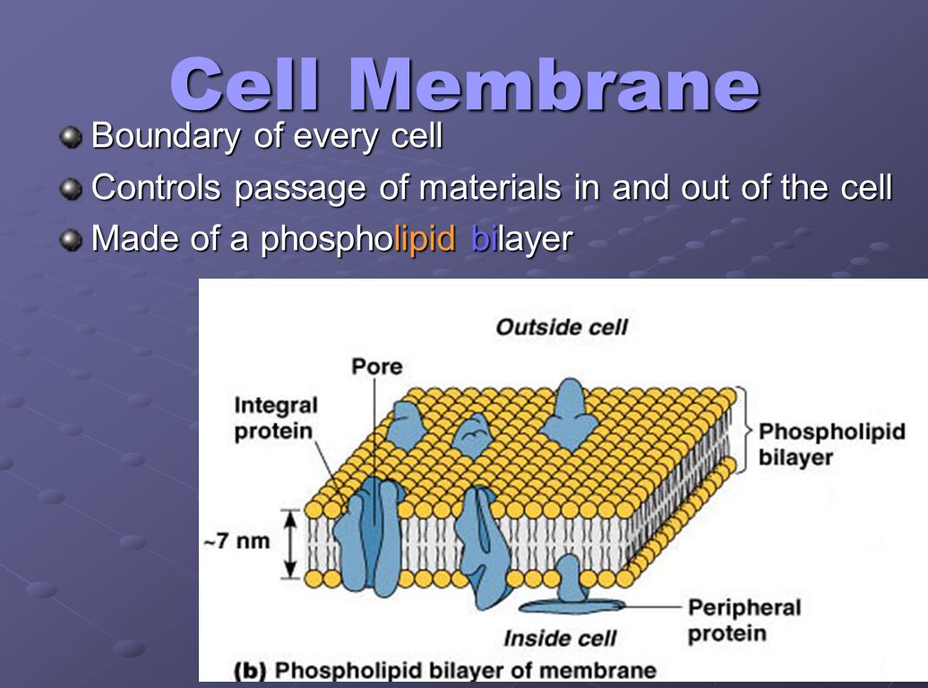 Cell Membrane Boundary of every cell Controls passage of materials in and out of the cell Made of a phospholipid bilayer