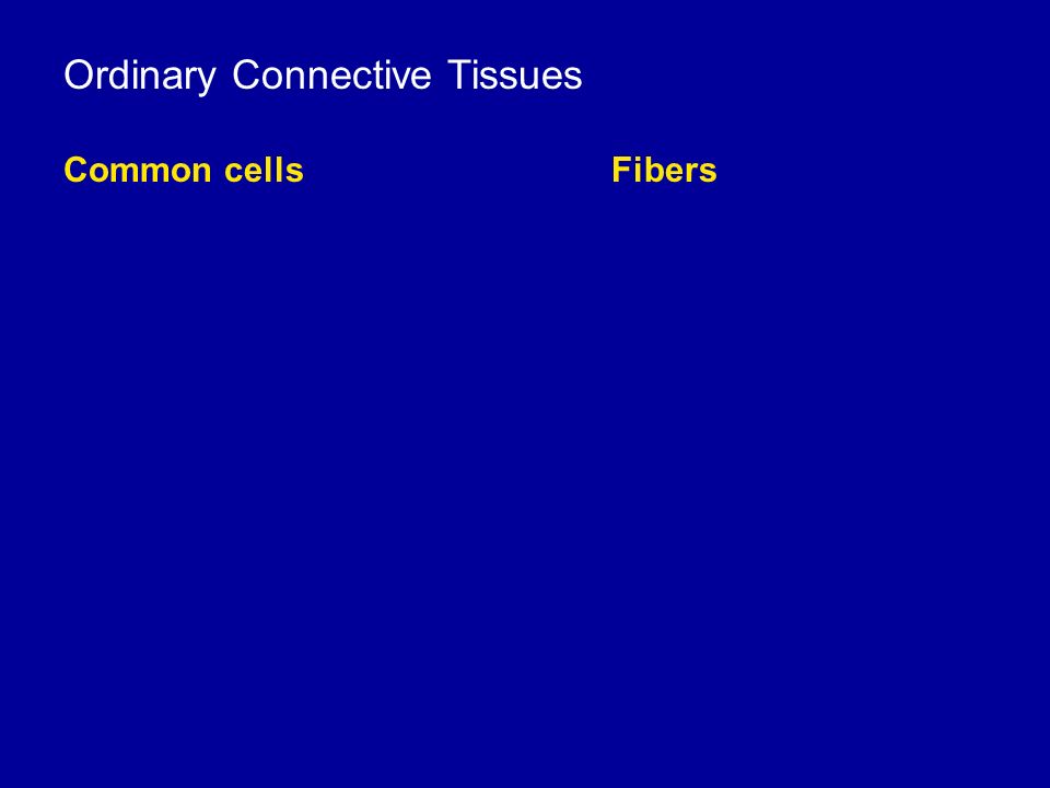 Ordinary Connective Tissues Common cells Fibers