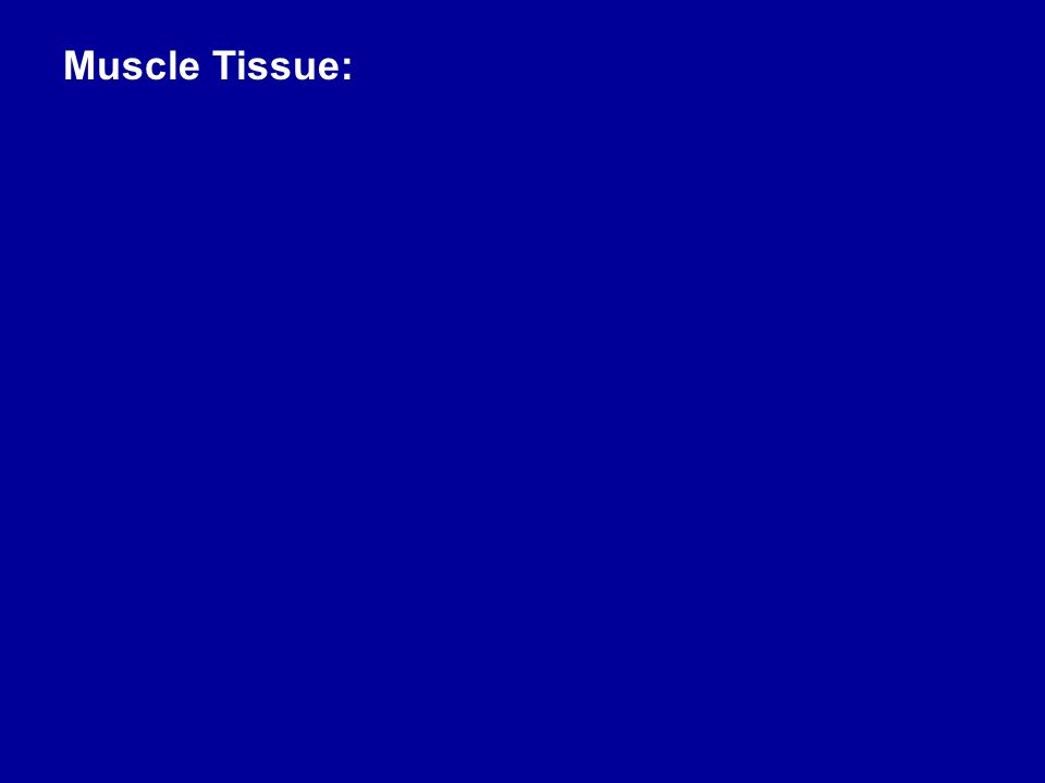Muscle Tissue: