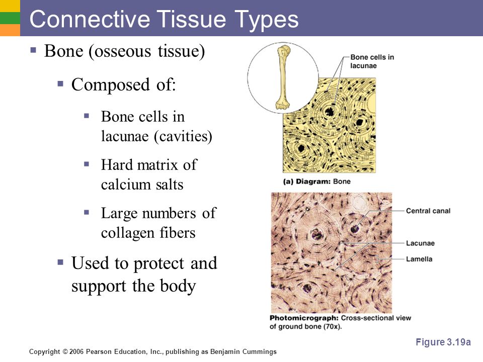 Bone Tissue Cells. Compositions of Tissue. Bone Tissue Composition. Two Types of Bone Tissue.