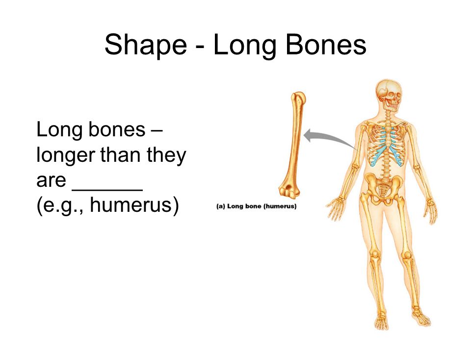 Chap 6 Bones Skeletal Tissue Learning Objectives 1 Compare Contrast The Structure Of The 4 Bone Classes And Provide Examples Of Each Class 2 Explain Ppt Download