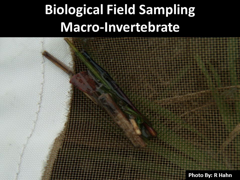 Biological Field Sampling Macro-Invertebrate Photo By: R Hahn