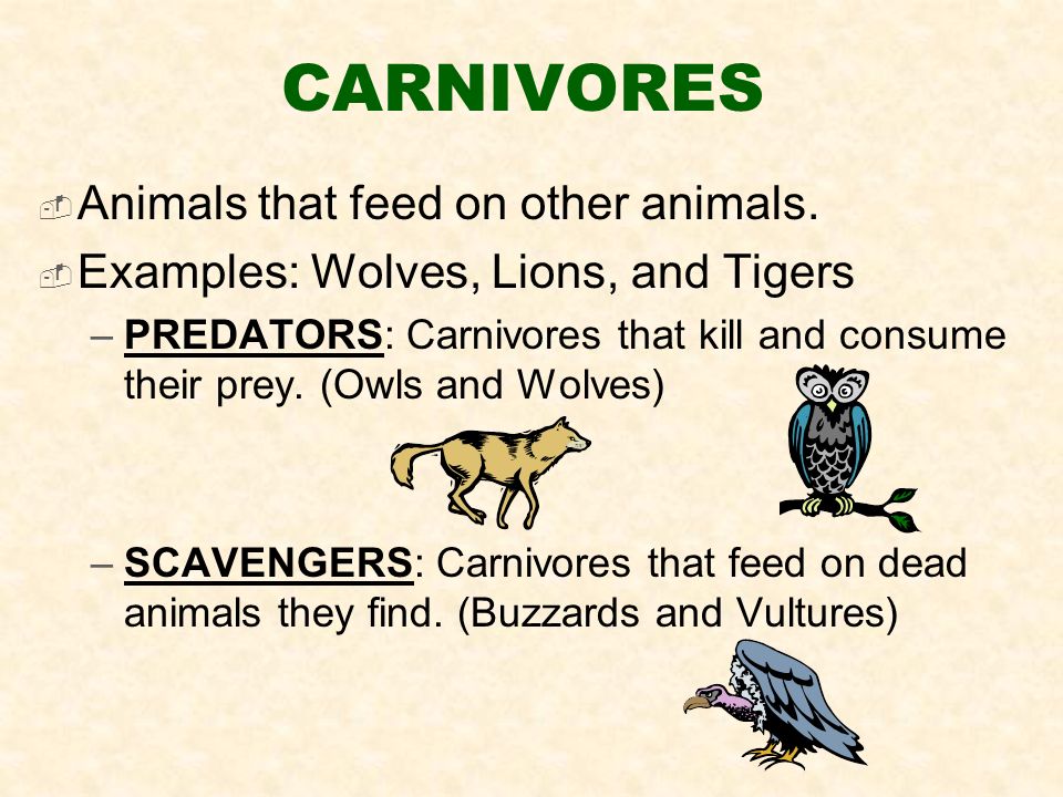 CARNIVORES  Animals that feed on other animals.
