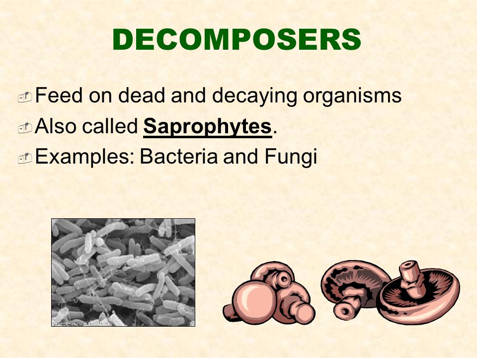 DECOMPOSERS  Feed on dead and decaying organisms  Also called Saprophytes.