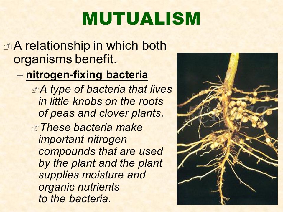 MUTUALISM  A relationship in which both organisms benefit.