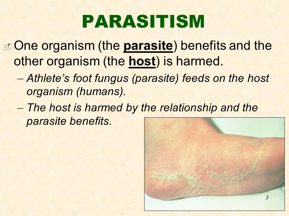 PARASITISM  One organism (the parasite) benefits and the other organism (the host) is harmed.
