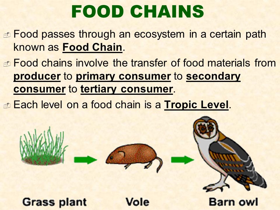 FOOD CHAINS  Food passes through an ecosystem in a certain path known as Food Chain.