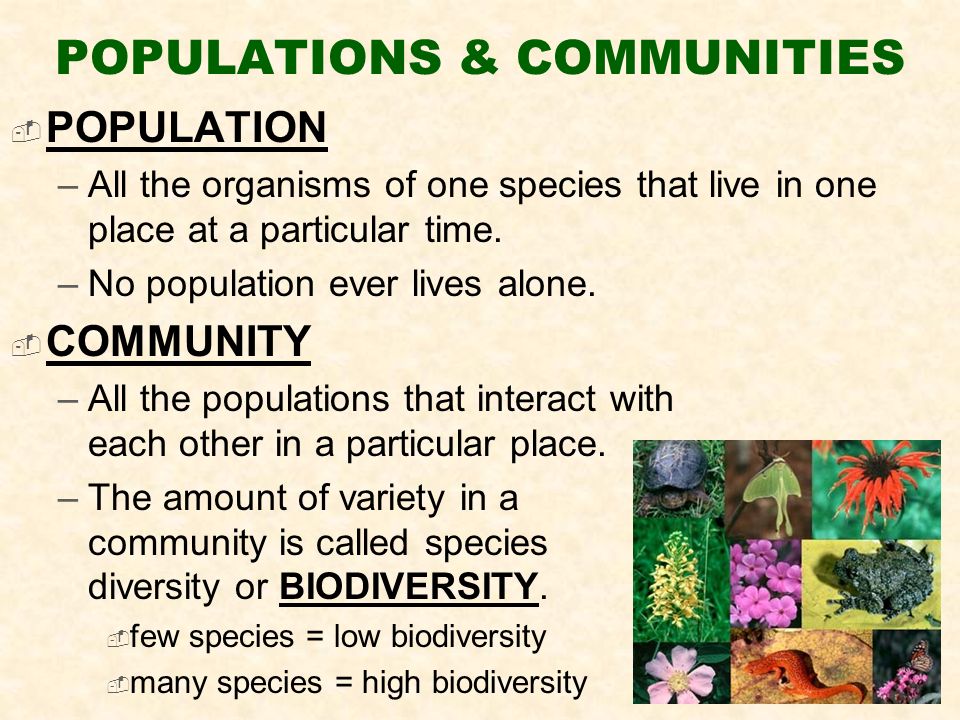 POPULATIONS & COMMUNITIES  POPULATION –All the organisms of one species that live in one place at a particular time.