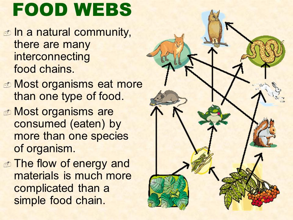 FOOD WEBS  In a natural community, there are many interconnecting food chains.