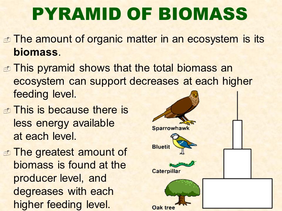 PYRAMID OF BIOMASS  The amount of organic matter in an ecosystem is its biomass.
