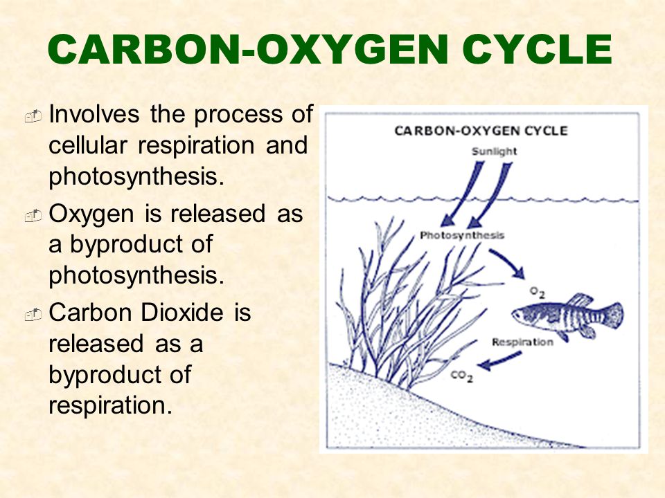 CARBON-OXYGEN CYCLE  Involves the process of cellular respiration and photosynthesis.