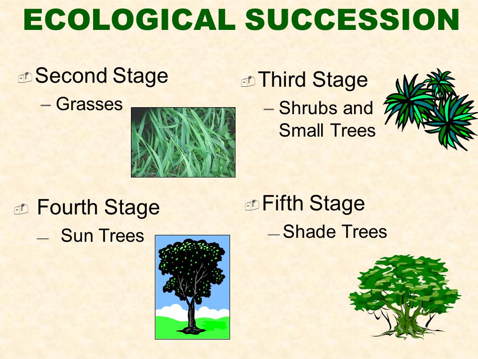  Second Stage –Grasses ECOLOGICAL SUCCESSION  Third Stage –Shrubs and Small Trees  Fourth Stage — Sun Trees  Fifth Stage — Shade Trees