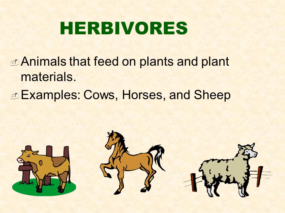 HERBIVORES  Animals that feed on plants and plant materials.  Examples: Cows, Horses, and Sheep