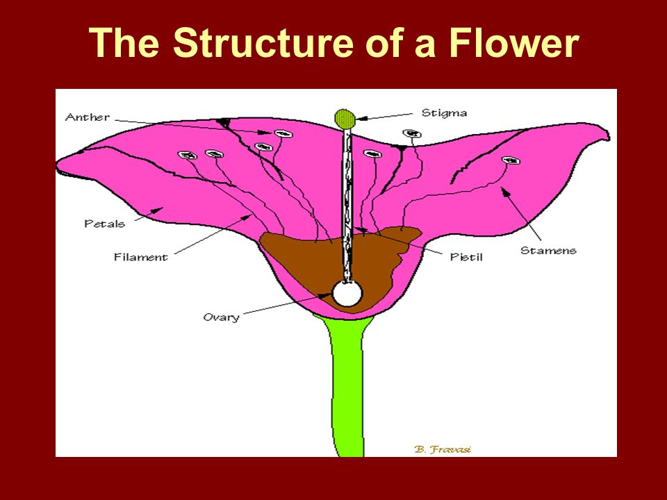 The Structure of a Flower