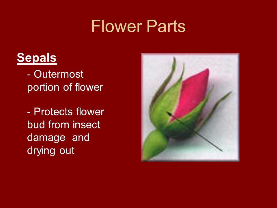 Flower Parts Sepals - Outermost portion of flower - Protects flower bud from insect damage and drying out