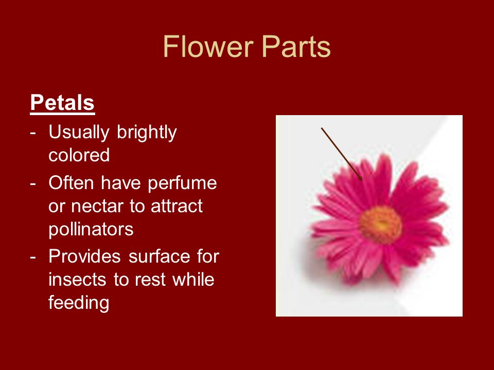Flower Parts Petals -Usually brightly colored -Often have perfume or nectar to attract pollinators -Provides surface for insects to rest while feeding