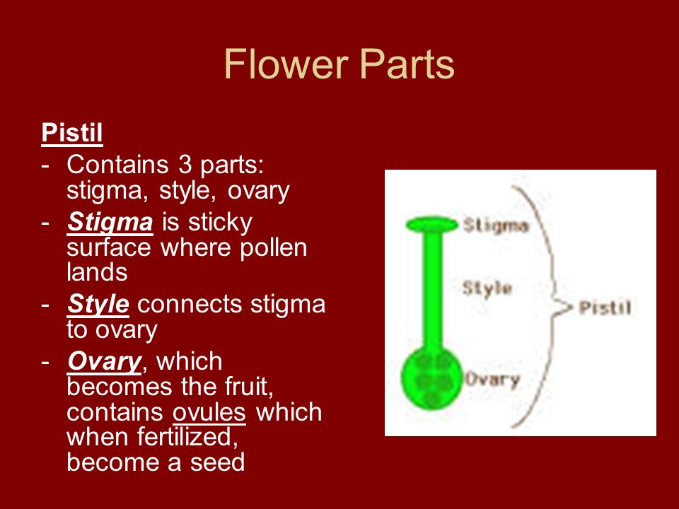 Flower Parts Pistil -Contains 3 parts: stigma, style, ovary -Stigma is sticky surface where pollen lands -Style connects stigma to ovary -Ovary, which becomes the fruit, contains ovules which when fertilized, become a seed