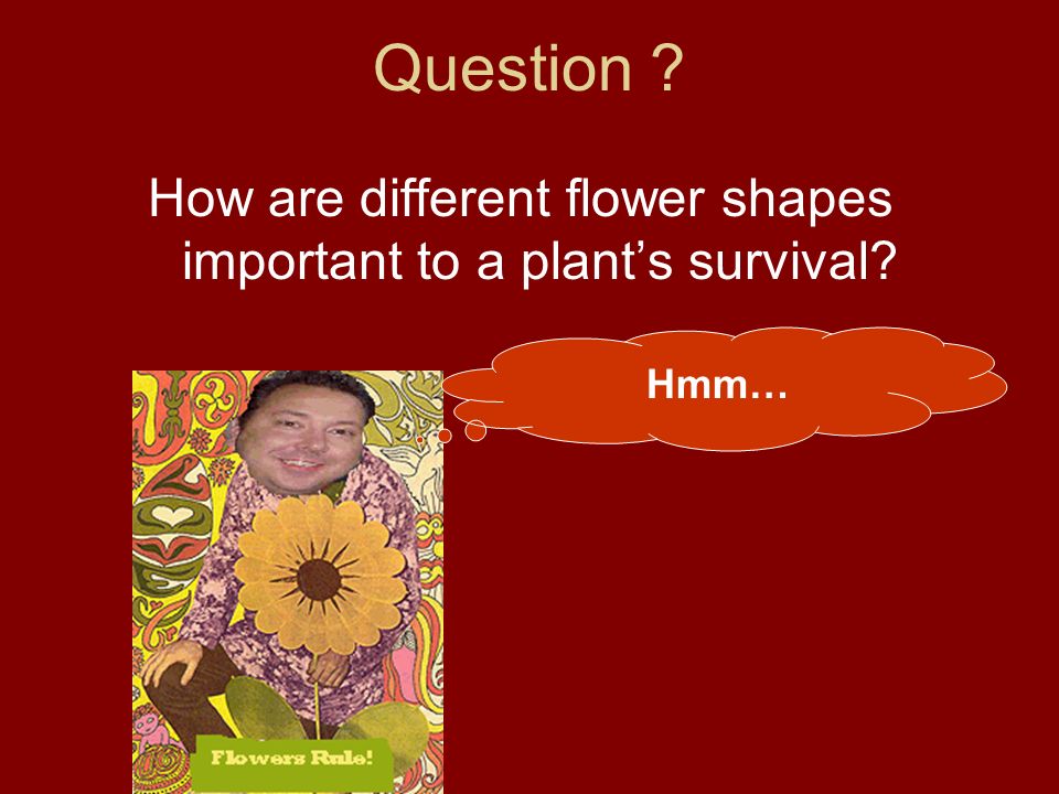 Question How are different flower shapes important to a plant’s survival Hmm…