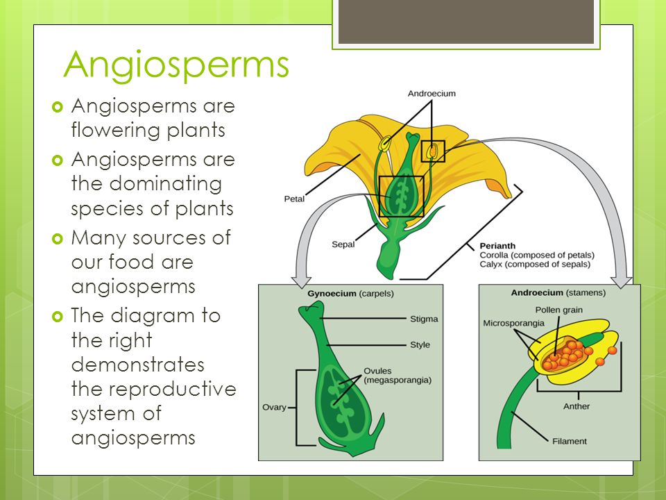 Plant body. Angiosperms. Структура порта Ботани.