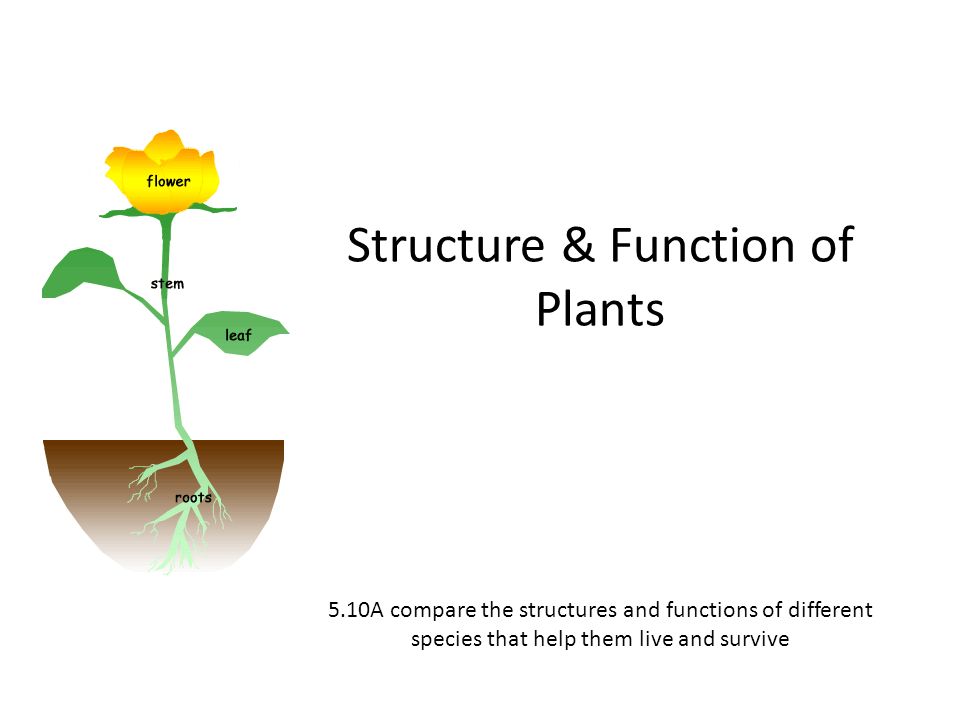Structure & Function of Plants 5.10A compare the structures and functions of different species that help them live and survive