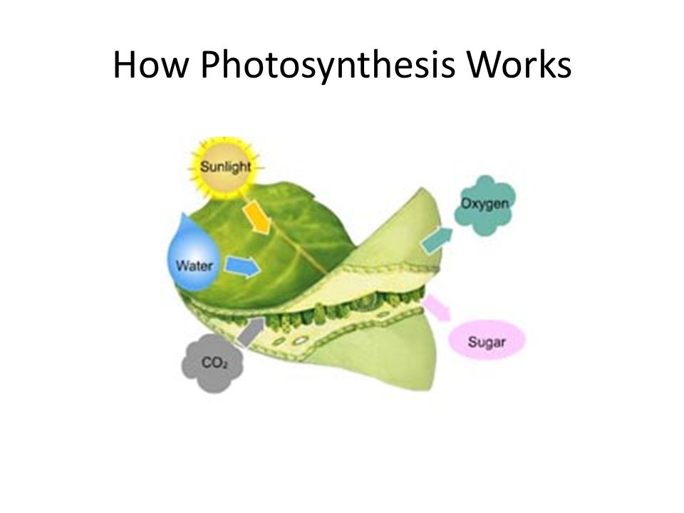How Photosynthesis Works