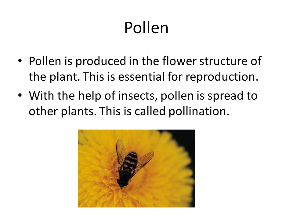 Pollen Pollen is produced in the flower structure of the plant.