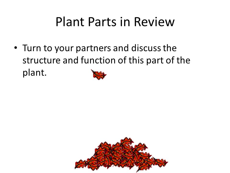 Plant Parts in Review Turn to your partners and discuss the structure and function of this part of the plant.