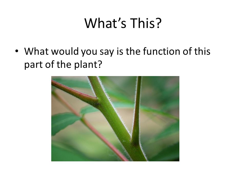 What’s This What would you say is the function of this part of the plant