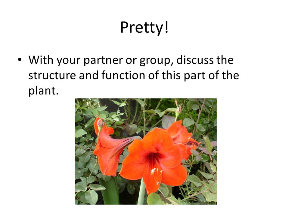 Pretty! With your partner or group, discuss the structure and function of this part of the plant.