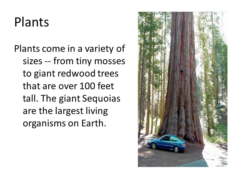 Plants Plants come in a variety of sizes -- from tiny mosses to giant redwood trees that are over 100 feet tall.
