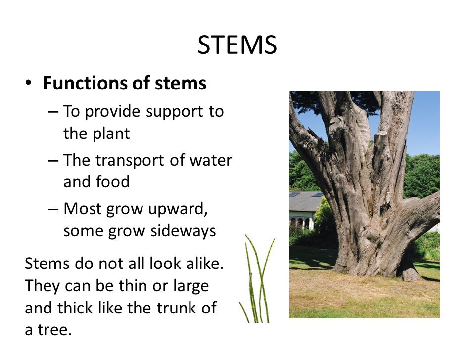 STEMS Functions of stems – To provide support to the plant – The transport of water and food – Most grow upward, some grow sideways Stems do not all look alike.