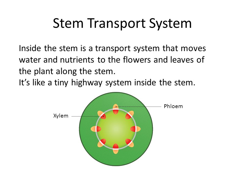Stem Transport System Inside the stem is a transport system that moves water and nutrients to the flowers and leaves of the plant along the stem.